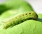 Green caterpillar