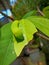 A green caterpillar with black horns are eating on a soursop tree leaf