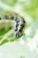 Green caterpillar with black spots on cabbage