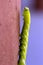 Green Caterpillar Blue Horn