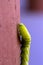 Green Caterpillar Blue Horn
