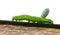 Green Caterpillar Carries Wasp Cocoon Burden