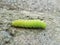 Green caterpillar on cement rock