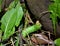 Green Caterpillar climbing onto a rock