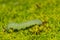 Green caterpillar closeup