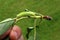 Green caterpillar of Common Quaker moth, latin name Orthosia Cerasi, climbing on torn branch of broadleaf, possibly cherry tree.