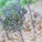 Green caterpillar crawling on curled red kale at organic garden near Dallas, Texas, America