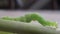 Green caterpillar crawling on leaf stem