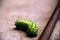 Green caterpillar crawling through sand along the rebar