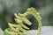 A green caterpillar is crawling on a wildflower.