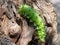 The green caterpillar creeps on a tree