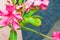 Green Caterpillar [Daphnis nerii] on Sweet Oleander [Nerium oleander]