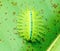 Green caterpillar on green leaf. Macro photo of slug caterpillar