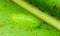 Green caterpillar on green leaf. Macro photo of slug caterpillar.