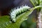 Green caterpillar with horns on a tropical leaf