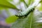 Green caterpillar with horns on a tropical leaf