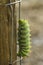 Green Caterpillar, Hyalophora cecropia