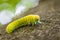 Green caterpillar larva of a large birch leaf wasp sawfly Cimbex femoratus on a beech tree in the forest in the wild, Germany