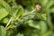 Green caterpillar leaf camouflage in focus