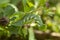 Green caterpillar leaf camouflage in focus