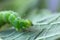 green caterpillar on a leaf in macro portrait zoom mode
