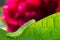 Green caterpillar on leaf and peony flower on background