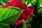 Green caterpillar on leaf and peony flower on background