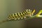 Green caterpillar machaon on dill