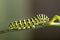 Green caterpillar machaon on dill