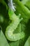 Green caterpillar molting the skin on basil leaf