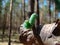 Green caterpillar in pine forest