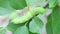 Green caterpillar Privet hawk moth Sphinx ligustri or Large brown hawkmoth. Caterpillar on a tree.