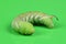 Green caterpillar Privet hawk moth Sphinx ligustri or moth butterfly Sphingidae on green