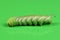 Green caterpillar Privet hawk moth Sphinx ligustri or moth butterfly Sphingidae on green