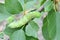 Green caterpillar Privet hawk moth Sphinx ligustri or moth butterfly Sphingidae. Side view