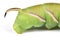 Green caterpillar Privet hawk moth Sphinx ligustri or moth butterfly Sphingidae on white