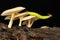 A green caterpillar is resting on a wild fungus.