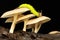 A green caterpillar is resting on a wild fungus.