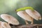 A green caterpillar is resting on a wild fungus.