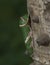 Green caterpillar seen at Badlapur