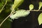 Green caterpillar in the stage of cocoon formation on green leaf. Thread cocoon. First stage of the formation of the chrysalis of