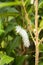 Green caterpillar in the stage of cocoon formation on green leaf. Thread cocoon. First stage of the formation of the chrysalis of