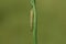 Green caterpillar on a stalk