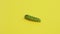 Green caterpillar swallowtail crawls on yellow paper background