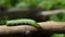 Green caterpillar Walking on the branches