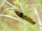 Green caterpillar or worm of butterfly with red mouth climbing, eating and living on green thyme leaves and tree