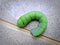 Green Caterpillar Worm Crawling on the Floor