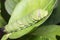 Green caterpillar worm on leaf
