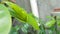 Green caterpillars are camouflaged in green leaves