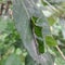 Green caterpillars camouflaging themselves on green leaves